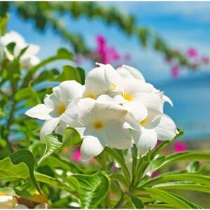 Quels sont les différents produits issus du monoï ?